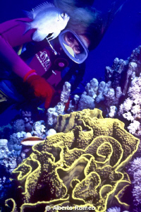 The she diver is watching a strange brain sponge by Alberto Romeo 